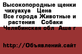 Высокопородные щенки чихуахуа › Цена ­ 25 000 - Все города Животные и растения » Собаки   . Челябинская обл.,Аша г.